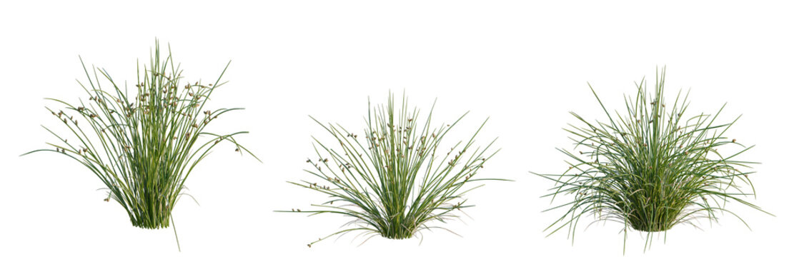 Juncus effusus tree, elevation, front view, cutout, transparent background, isolate, Lush Green Grass Field Texture, Natural Background, Summer Meadow, Outdoor Landscape