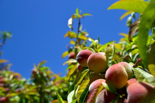 Sunlit peaches hanging in quiet abundance, their soft blush tones contrasting with the deep greens of midsummer foliage