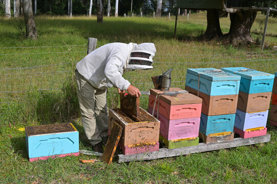 Beekeeper apiarist manages honeybee colonies in hives