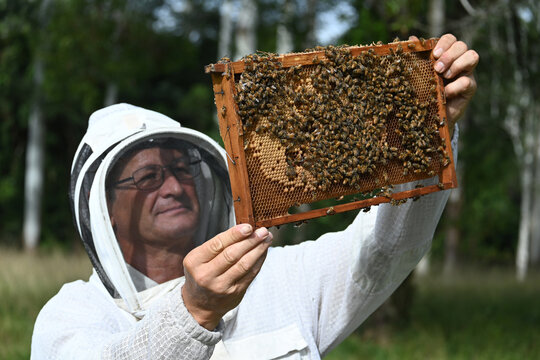 Beekeeper apiarist manages honeybee colonies in hives