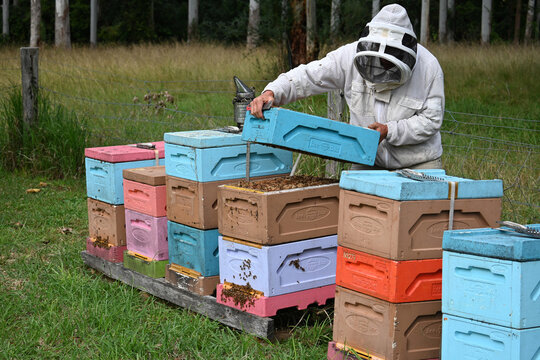 Beekeeper apiarist manages honeybee colonies in hives