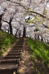 Fototapeta premium 満開の桜と階段