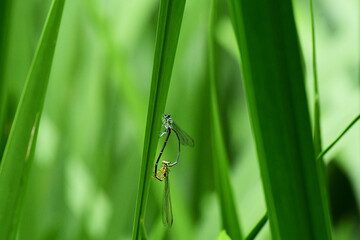 初夏の二匹のモノサシトンボ © mayudama