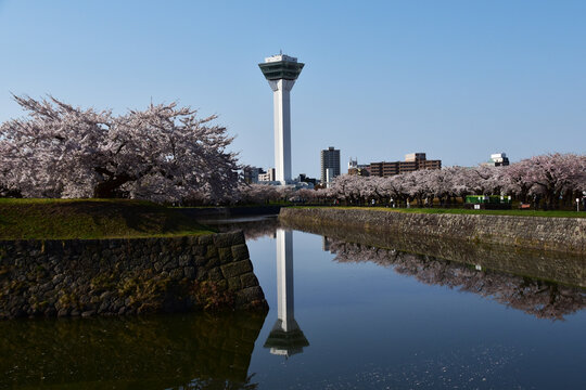 五稜郭タワーと桜とお堀