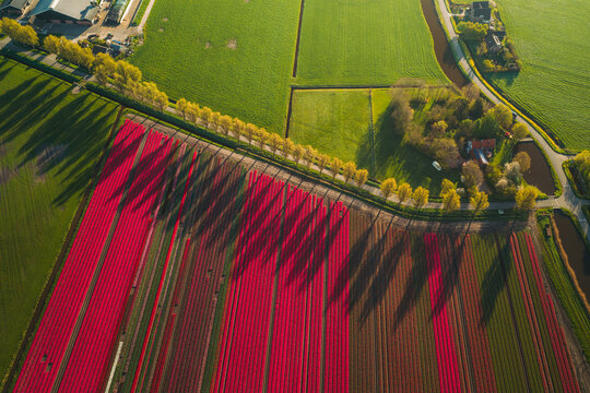 Aerial view of vibrant red tulip fields and a row of trees casting long shadows over green pastures in Schermerhorn, North Holland, Netherlands.