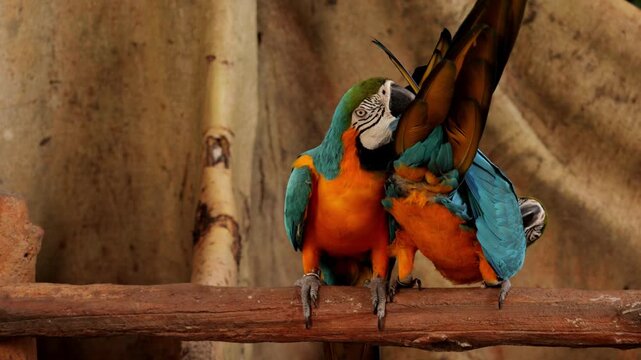 Two lovebirds rainbow lorikeets perched side by side on tree branch, preening and grooming each other feathers, close up shot. Close up red Macaw parrots portrait in Caribbean tropical forest.