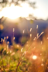 Sunlit grass in the field with soft sunlight © Gloream