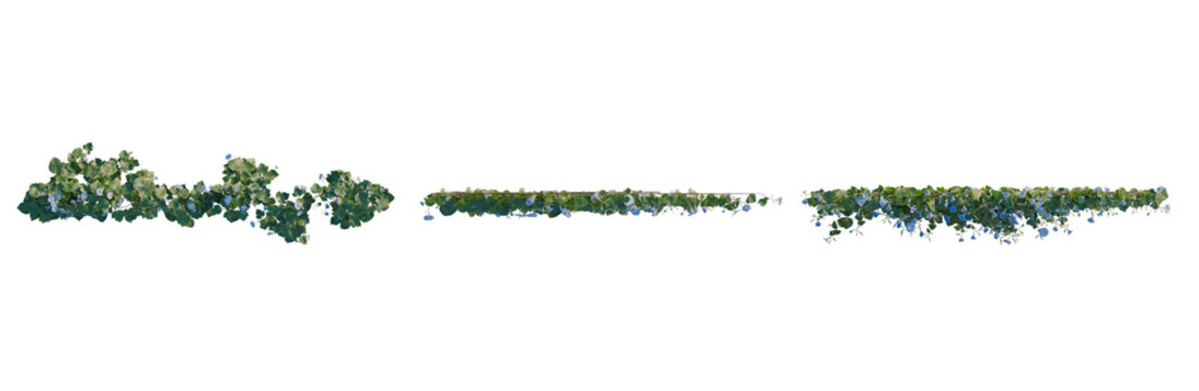 Ipomoea nil tree plan, top view, cutout, transparent background, isolate, Lush Green Foliage Branch with Delicate Leaves, Detailed Close-Up for Nature Designs