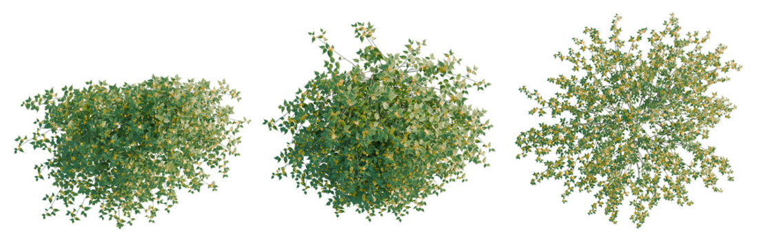 Kerria japonica tree plan, top view, cutout, transparent background, isolate, Lush Green Tree Branch with Detailed Foliage - Natural Beauty and Botanical Elements