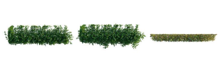 Naklejka premium Trachelospermum jasminoides tree plan, top view, cutout, transparent background, isolate, Vibrant Green Foliage Branch, Detailed Close-Up of Lush Tropical Plant Life for Nature Design