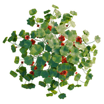 Tropaeolum majus tree plan, top view, cutout, transparent background, isolate, Close-up of bright red geranium flowers and lush green leaves, vibrant garden detail