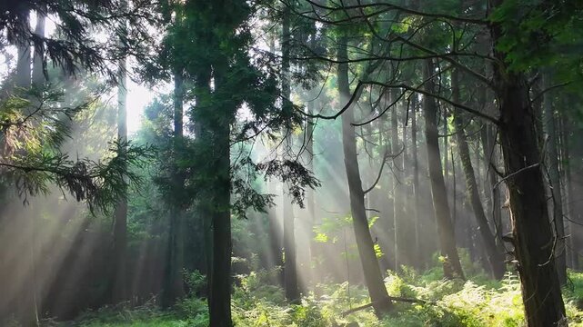 朝日輝く阿蘇の森