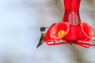 Hummingbird feeding at a nectar feeder  © Paul Roedding