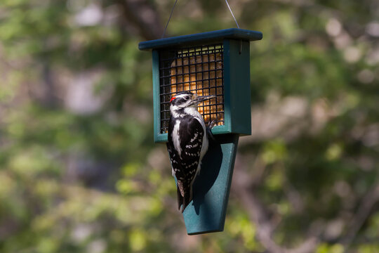 Hairy woodpecker feeding at a suet feeder