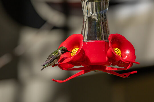 Hummingbird feeding at a nectar feeder 