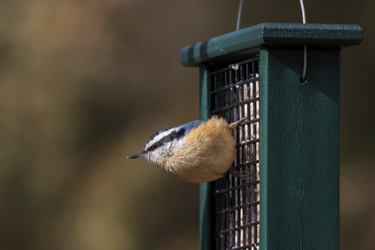 Red-breasted nuthatch on a suet feeder