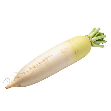 Fresh white daikon radish vegetable isolated on white background.