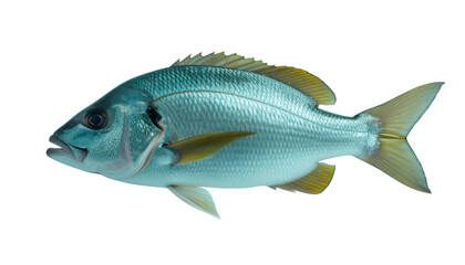 Fototapeta premium Snapper Fish with transparent background