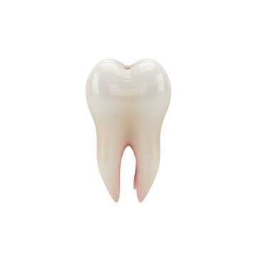 Anatomically perfect human maxillary central incisor tooth with translucent enamel and clean gingival margin isolated on a white background, clinical dental care
