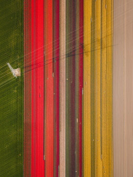 Aerial view of colorful tulip fields with vibrant rows of red, yellow, and purple flowers under the shadow of an electricity pylon in Flevoland, Flevoland, Netherlands.