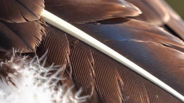 Extreme macro close-up of brown eagle feathers showing the detailed texture of individual barbs and the white central rachis shaft with soft natural lighting on a wild bird plumage.
