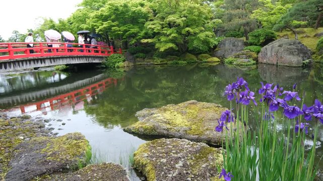 Rainy Japanese garden with red bridge, irises and visitors with umbrellas