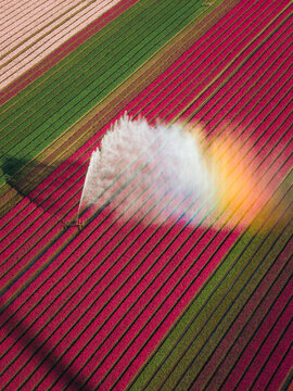 Aerial view of vibrant tulip fields with a water sprinkler creating a mist and a rainbow over the colorful rows in Flevoland, Flevoland, Netherlands.