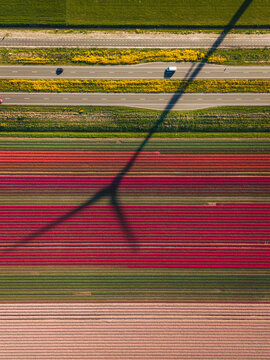 Aerial view of vibrant tulip fields in bloom with a long wind turbine shadow stretching across the colorful rows and a road with cars in Flevoland, Flevoland, Netherlands.