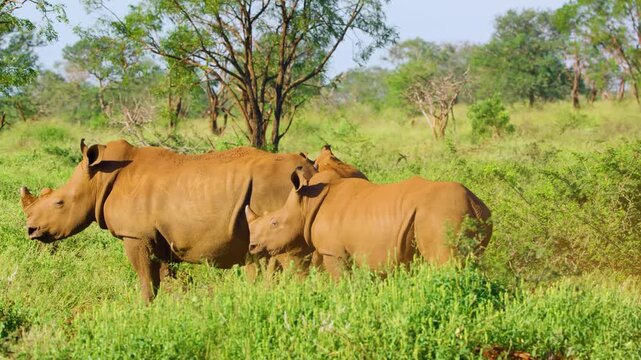 Slow motion footage a Herd of black rhinoceros (Diceros bicornis) grazing in african savannah.