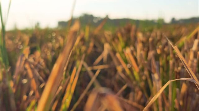 Golden rice field stubble and dry straw after harvesting season. Close up of paddy stalks under warm morning sunlight with a rural landscape background.