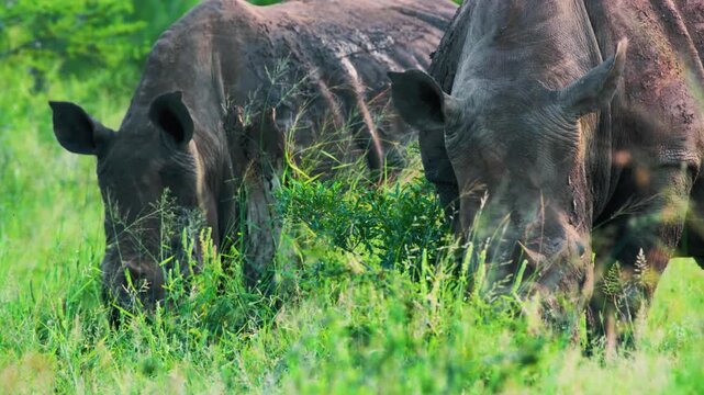 Two African rhinoceros eating grass together.