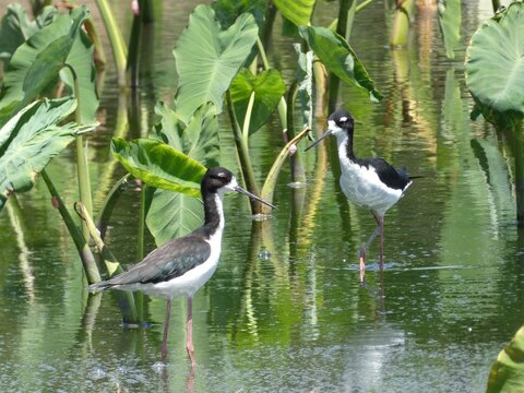 Stilts..Oahu..hawaii
