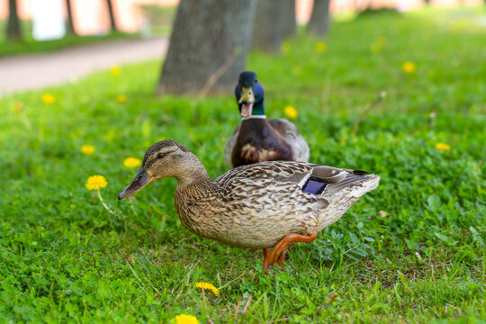 Female mallard duck foraging on green grass near dandelion in sunny summer park, wildlife bird feeding behavior concept.