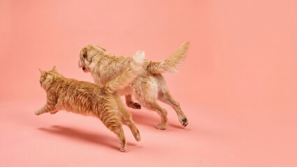 Fototapeta premium Cat and Dog Walking Playfully on Coral Studio Background