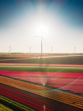 Aerial view of colorful tulip fields in bloom with wind turbines under a bright sun in Flevoland, Flevoland, Netherlands.