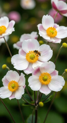 Obraz premium Japanese Anemone Delicate Pink Flowers Bee Pollinating Floral Beauty Blossom Close Up Soft Petals Springtime Bloom Garden Elegance Anemone Hupehensis