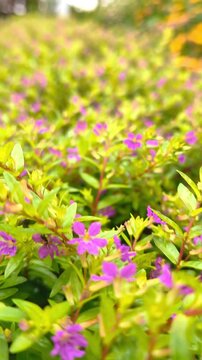 Close-up of vibrant Mexican Heather (Cuphea hyssopifolia) with tiny purple flowers. Lush green foliage swaying in the garden. Beautiful floral background for nature concepts.
