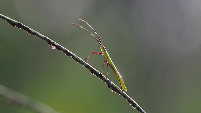 Rice Ear Bug (Leptocorisa Oratorius) Crawling on Grass Stem