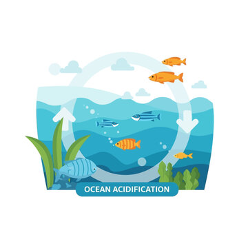 Ocean Acidification Illustration: Marine Life Impacted by CO2 Absorption