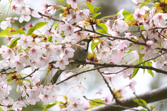 桜の花と雀