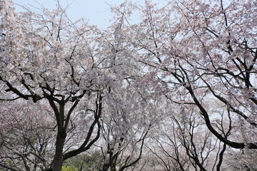 Fototapeta premium 東山動物園