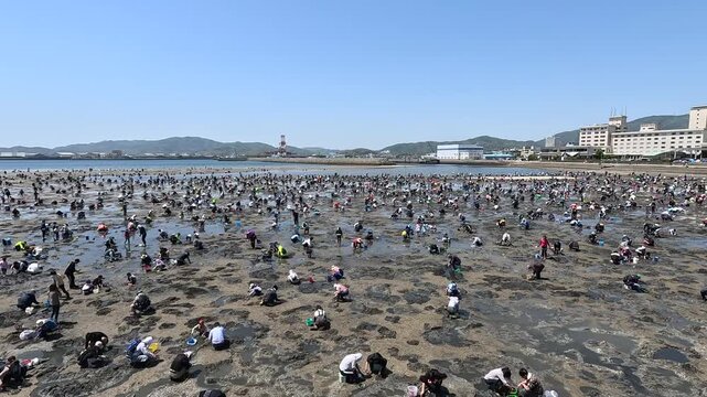 Harvesting the Ocean's Bounty: Digging for Japan&rsquo;s Premium Asari Clams