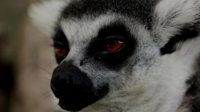 lemur closeup portrait yawns, ring-tailed lemurs, Tenerife, wildlife, Madagascar, primates, animal behavior, nature, zoo, furry animal, exotic animals mammals, animal sanctuary, animal kingdom. Nature