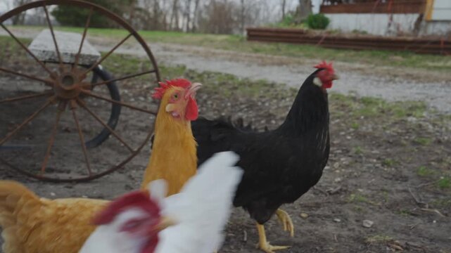 Chickens jumping for food next to wheel on farm in Iowa