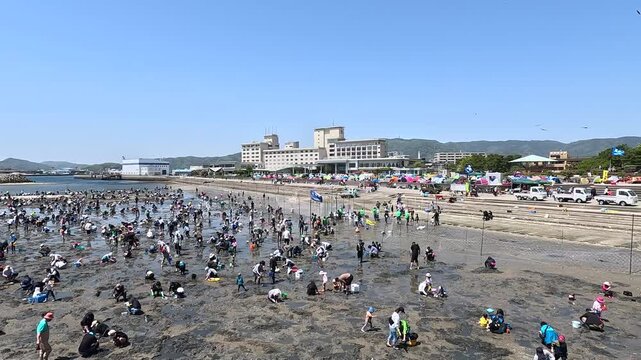 Harvesting the Ocean's Bounty: Digging for Japan&rsquo;s Premium Asari Clams