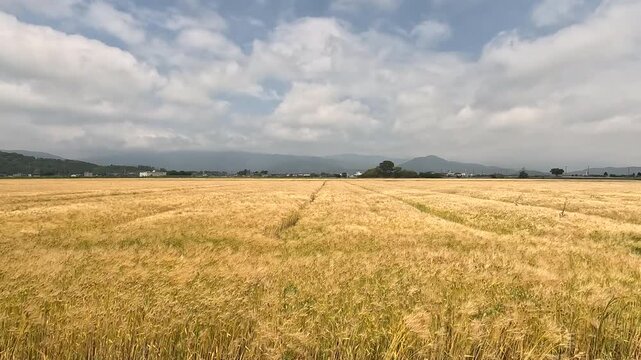 Golden Wheat Field: The Essence of Early Summer, Capturing the Golden Hour in the Wheat Waves
