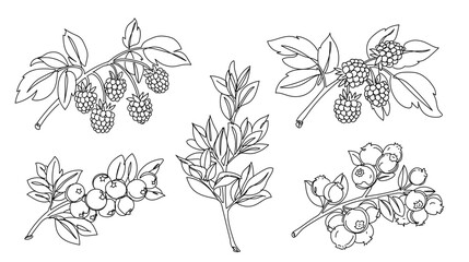 Botanical berry branches collection with leaves and natural elements. Continuous line illustration, hand drawn single line vector © Alvian