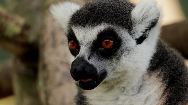 lemur closeup portrait yawns, ring-tailed lemurs, Tenerife, wildlife, Madagascar, primates, animal behavior, nature, zoo, furry animal, exotic animals mammals, animal sanctuary, animal kingdom. Nature