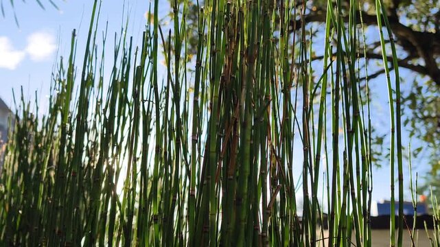 Sunrays shining through tall green reeds against a clear blue sky and lush tree background. Peaceful morning nature scene with bright lens flare.