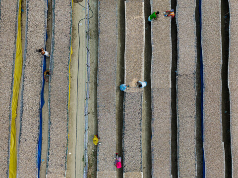 Cox's Bazar, Bangladesh - 11 March 2026: Aerial view of workers in colorful clothes tending to long rows of fish drying on mats in the sun.